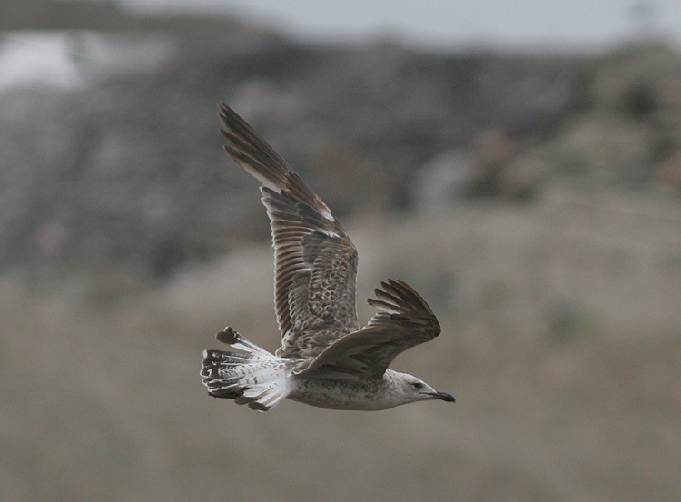 Larus fuscus