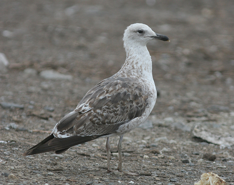 Larus fuscus