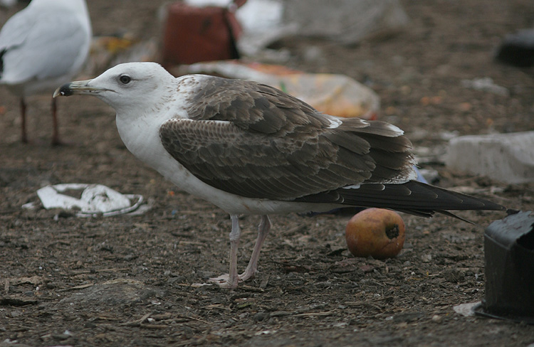Larus fuscus
