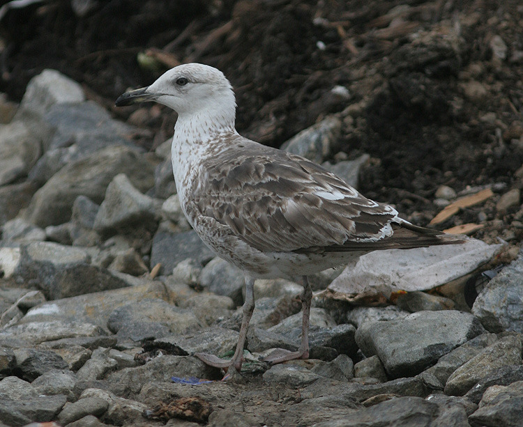 Larus fuscus