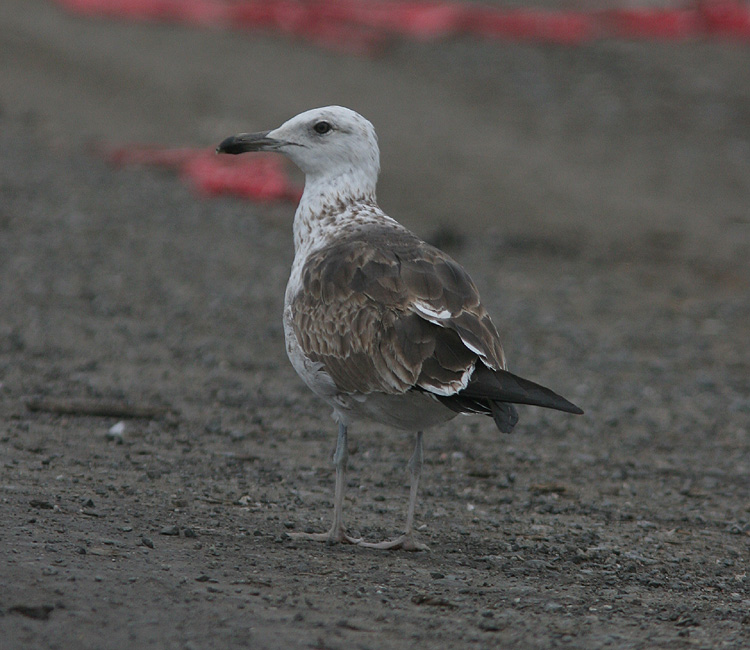 Larus fuscus