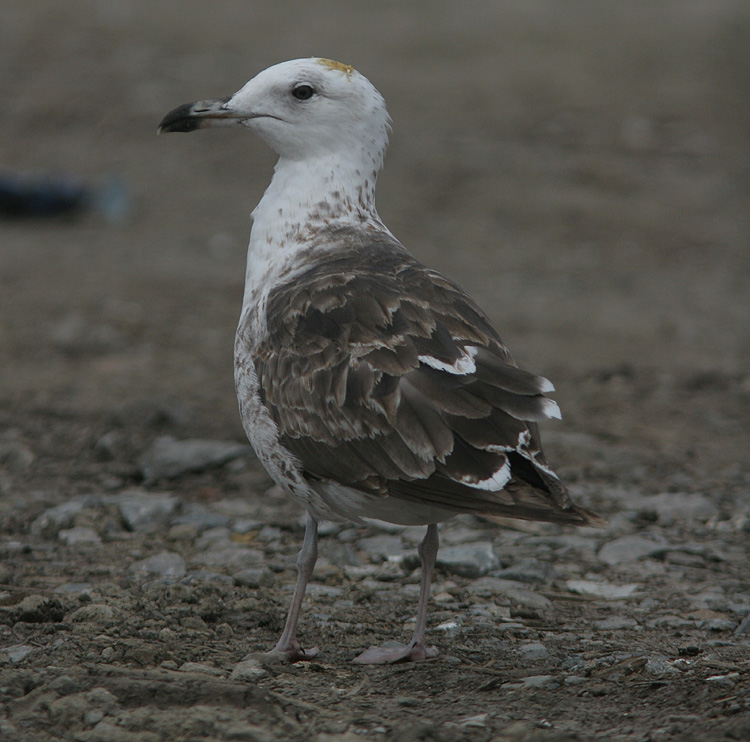 Larus fuscus