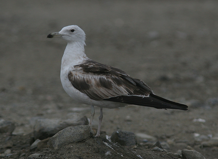 Larus fuscus