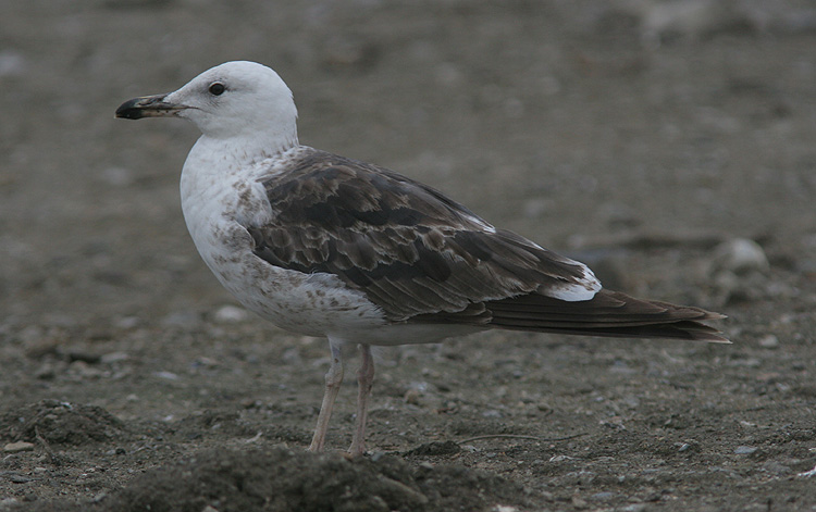 Larus fuscus