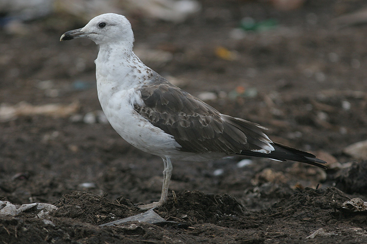 Larus fuscus
