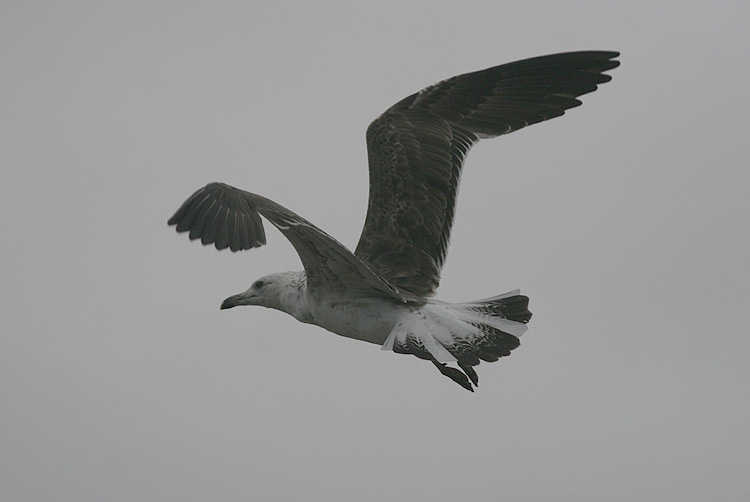 Larus fuscus