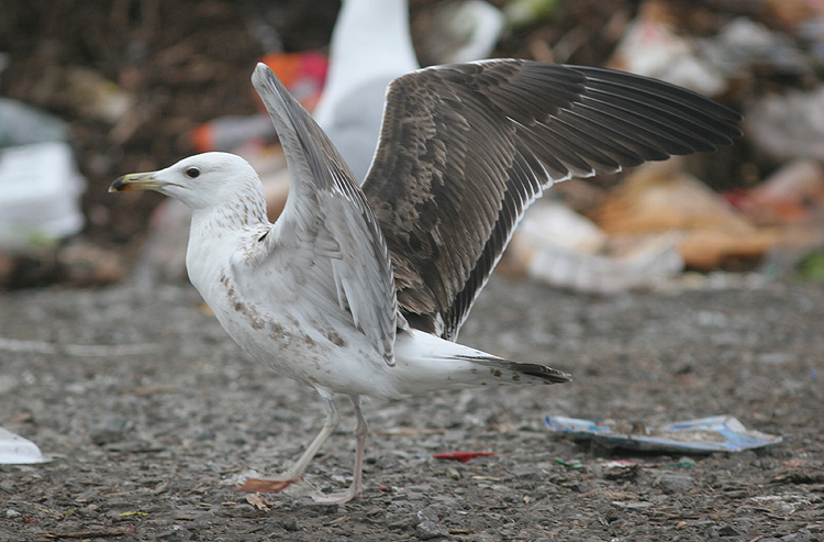 Larus fuscus