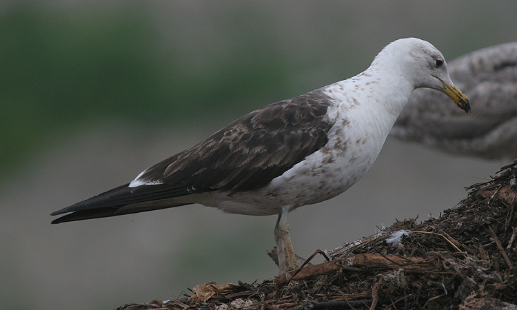 Larus fuscus
