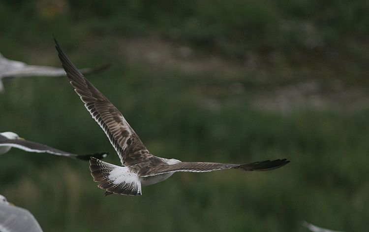 Larus fuscus