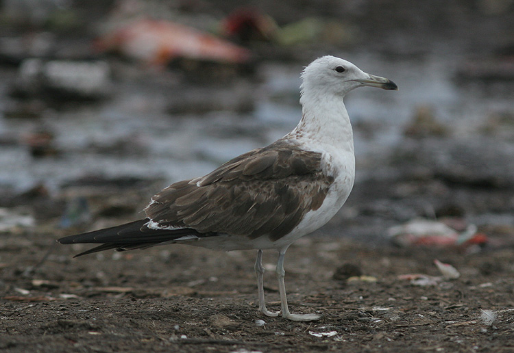 Larus fuscus