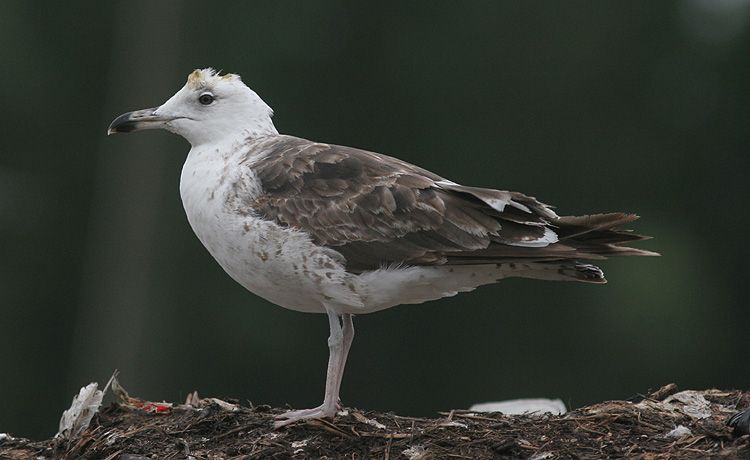 Larus fuscus