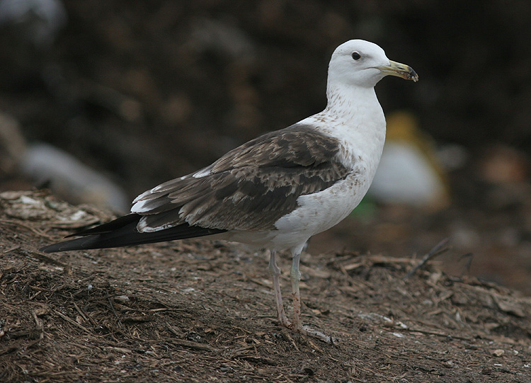Larus fuscus