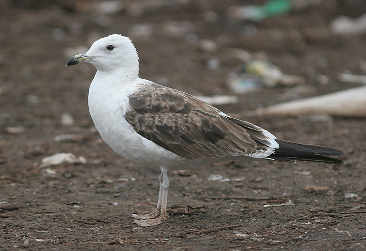 Larus fuscus