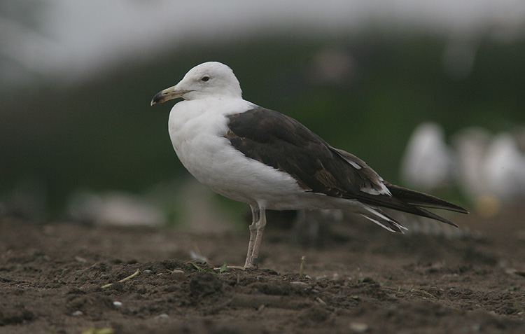 Larus fuscus