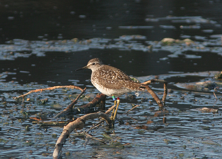 Tringa glareola