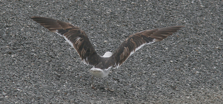 Larus fuscus