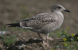 Larus argentatus