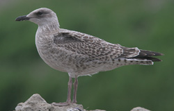 Larus argentatus