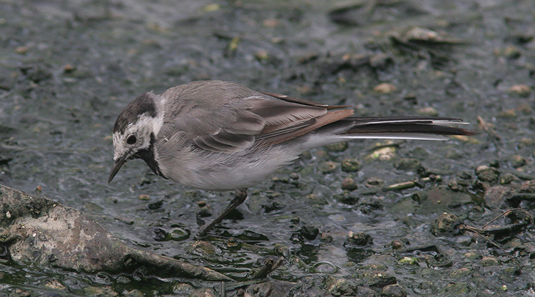 Motacilla alba alba