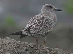 Larus argentatus