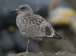 Larus argentatus