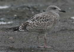 Larus argentatus