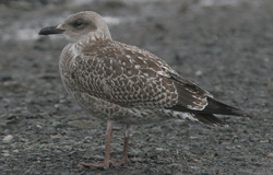 Larus argentatus
