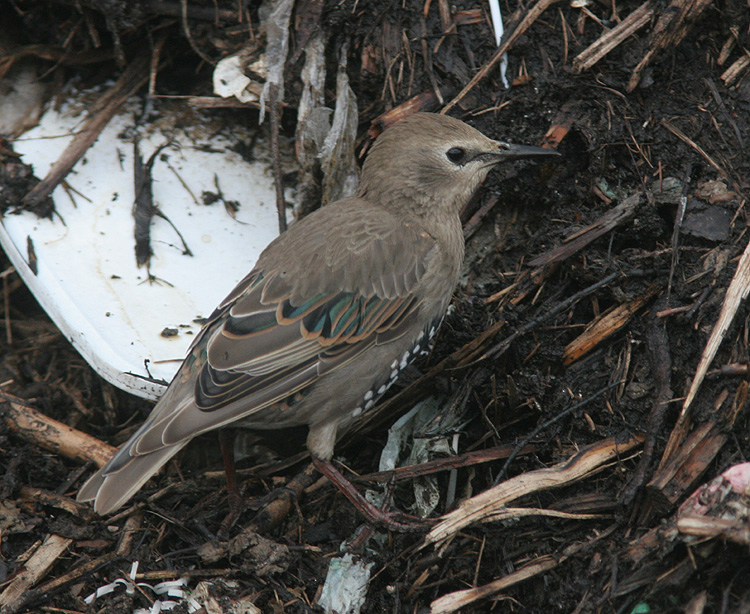 Sturnus vulgaris