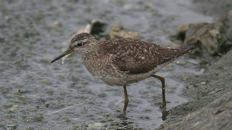 Tringa glareola