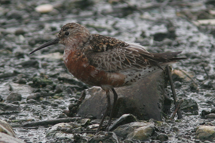 Calidris ferruginea