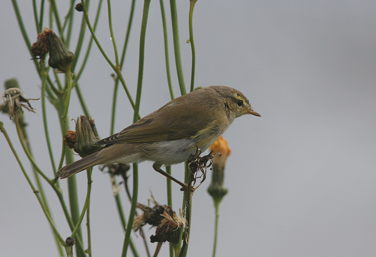 Phylloscopus trochilus