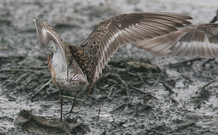 Calidris ferruginea