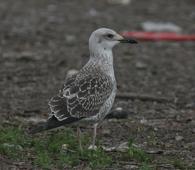 Larus fuscus