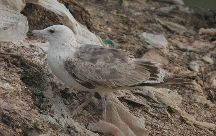 Larus (f.) heuglini