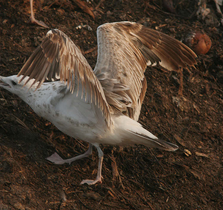 Larus (f.) heuglini