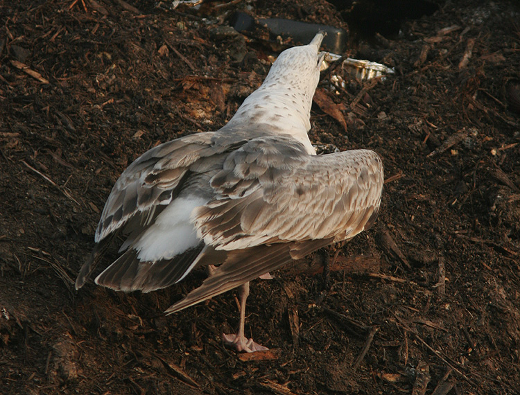 Larus (f.) heuglini