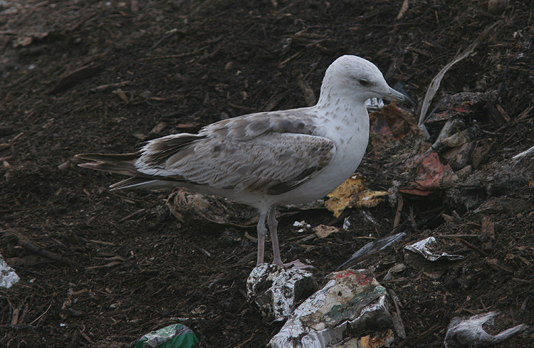 Larus (f.) heuglini