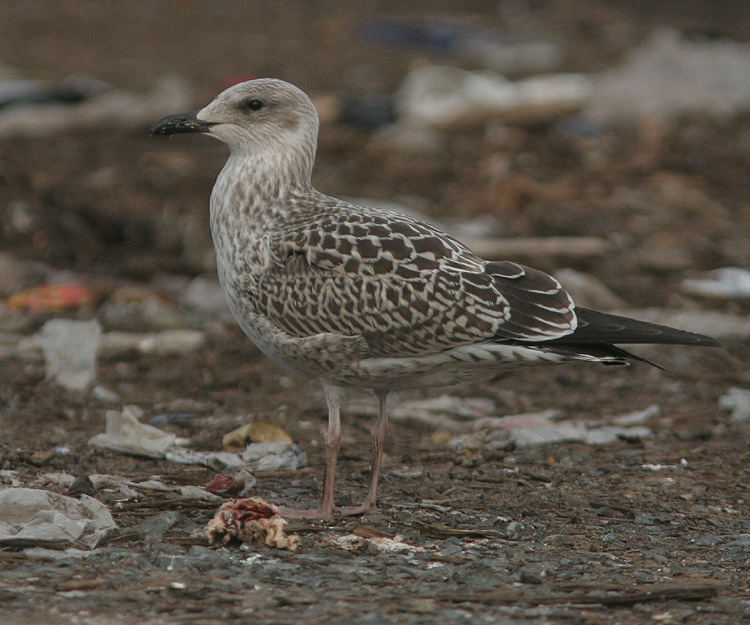 Larus fuscus