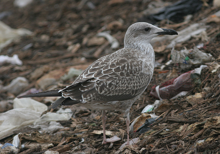 Larus fuscus