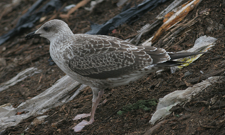 Larus fuscus