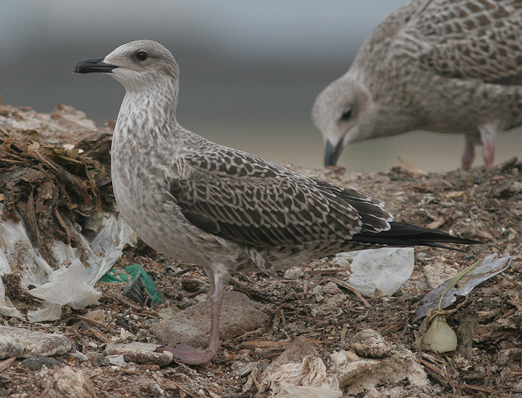 Larus fuscus