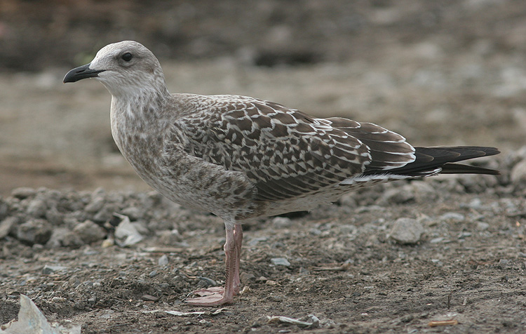 Larus fuscus