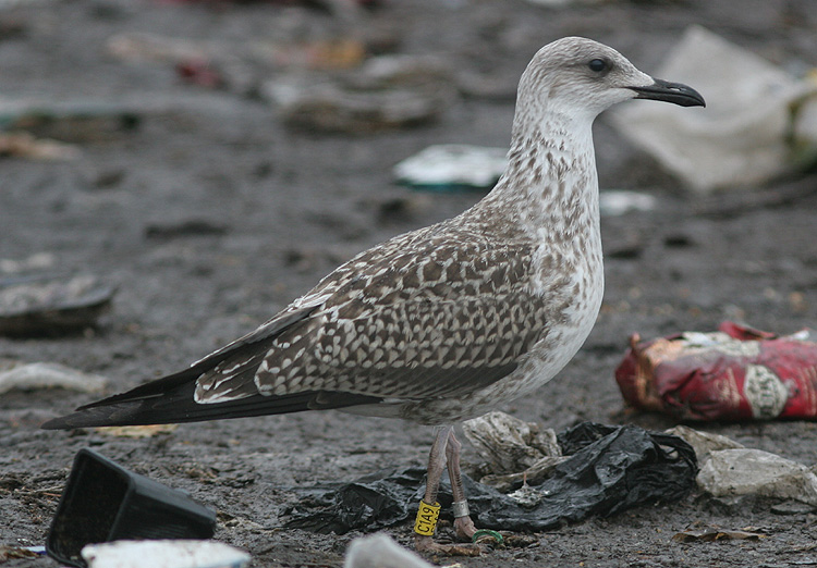 Larus fuscus