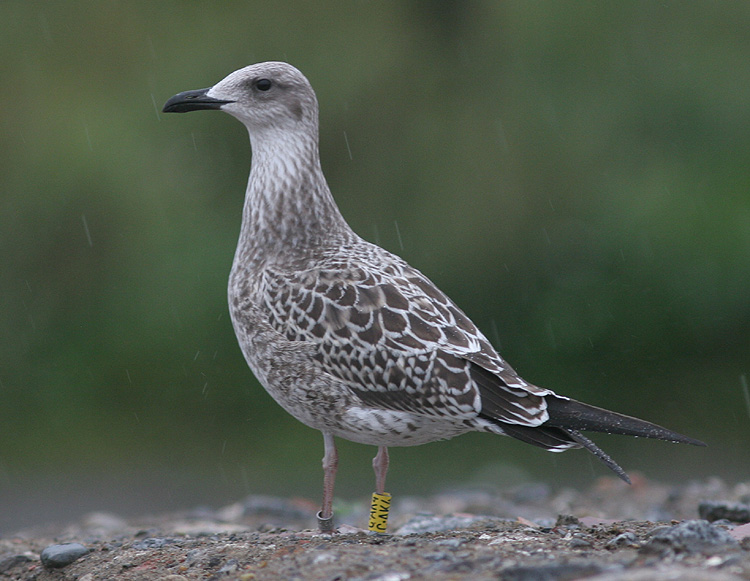 Larus fuscus