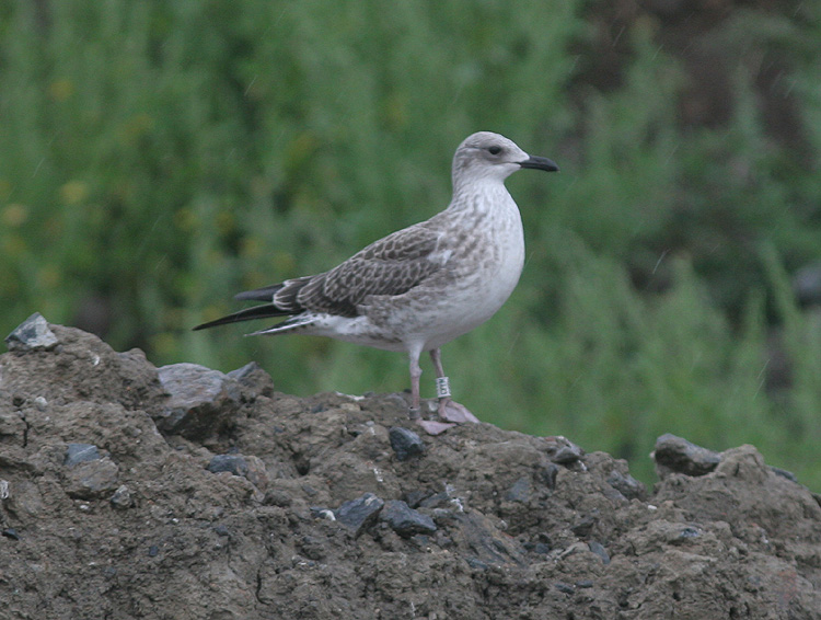 Larus fuscus