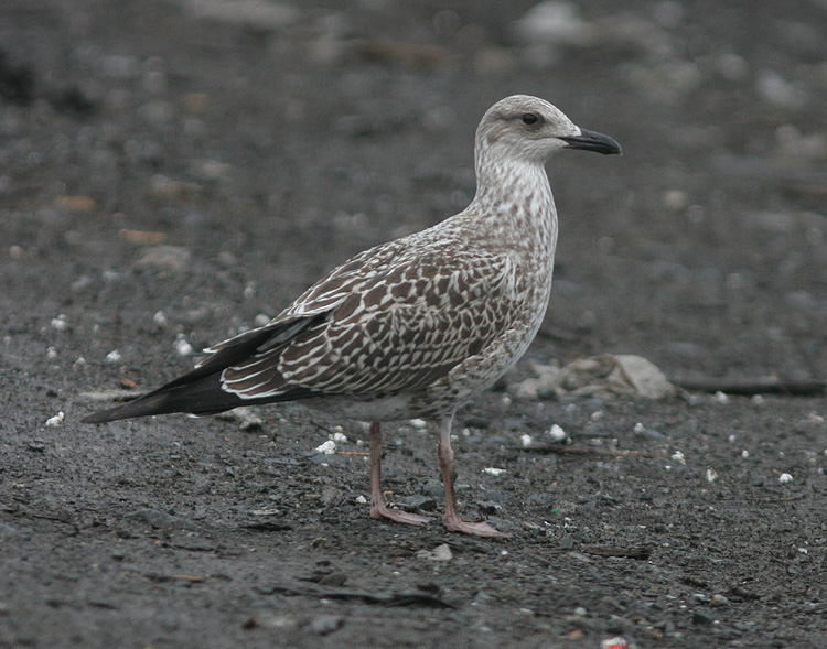 Larus fuscus