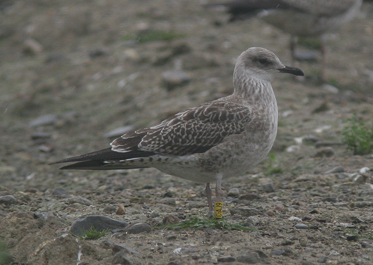 Larus fuscus