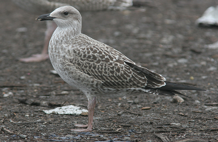 Larus fuscus