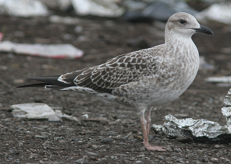 Larus fuscus