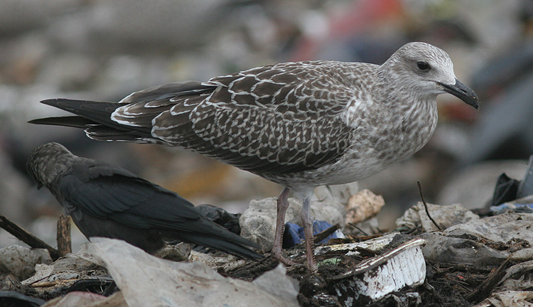 Larus fuscus